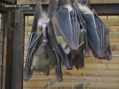 Two lustful live bats slamming against one another on a beam